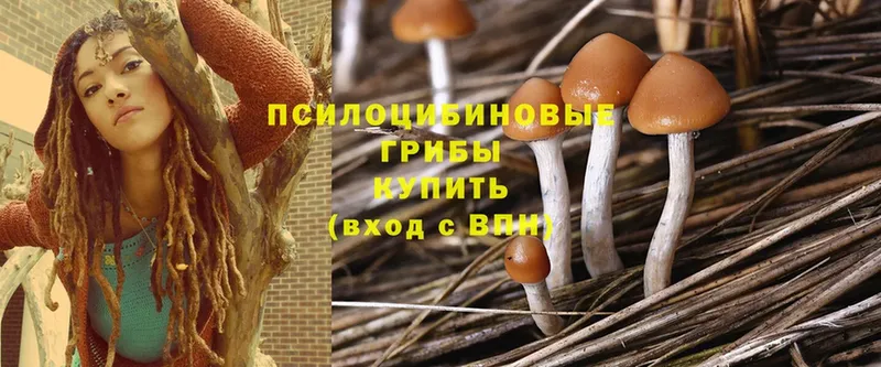 что такое наркотик  Новокубанск  Псилоцибиновые грибы Psilocybe 